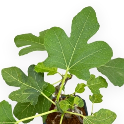 Ficus Carica - Fig - 40 cm