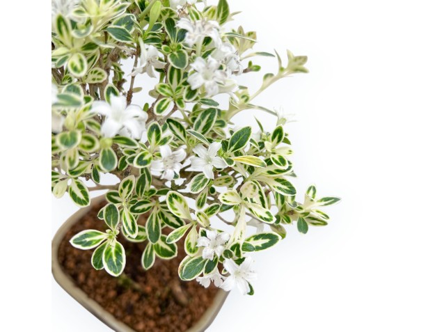 Serissa Foetida Variegata - Serissa - 27 cm 2