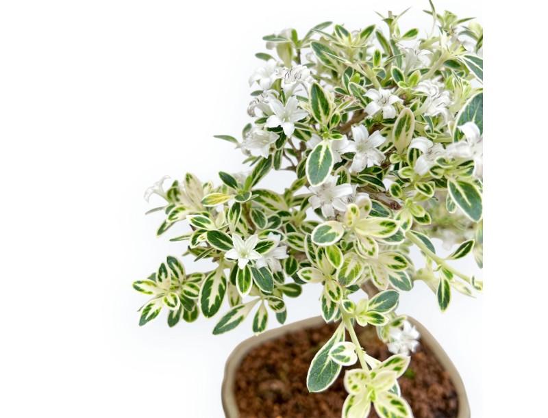 Serissa Foetida Variegata - Serissa - 27 cm