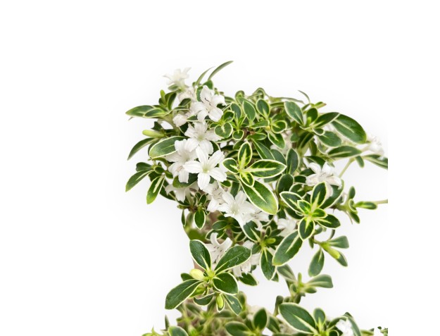 Serissa Foetida Variegata - Serissa - 33 cm 2