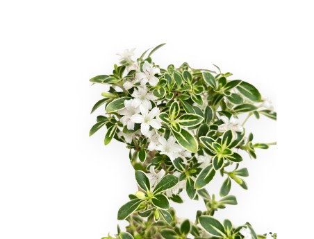 Serissa Foetida Variegata - Serissa - 33 cm