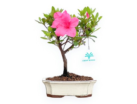 Rhododendron Indicum - Azalée - 25 cm