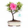 Rhododendron Indicum - Azalea - 25 cm