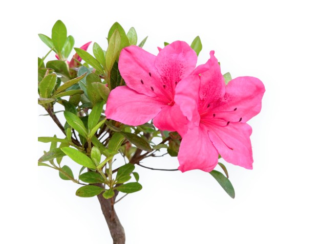 Rhododendron Indicum - Azalée - 25 cm 2