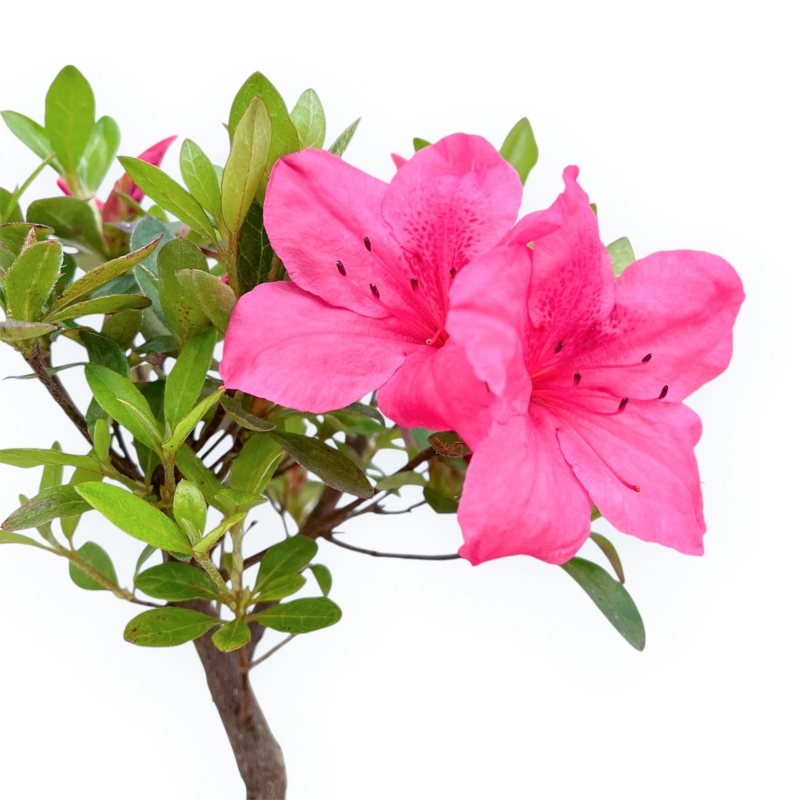 Rhododendron Indicum - Azalea - 25 cm