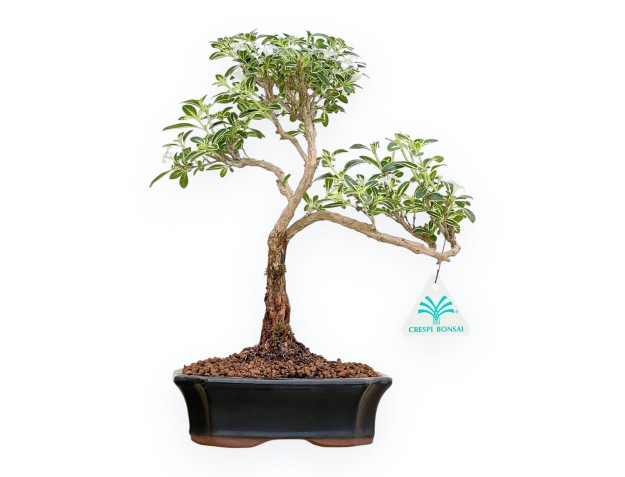Serissa Foetida Variegata - Serissa - 30 cm