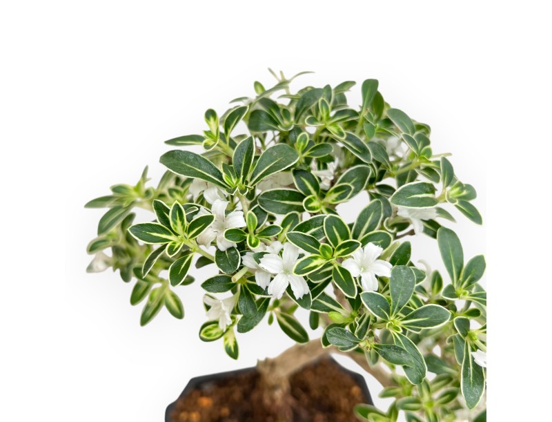 Serissa Foetida Variegata - Serissa - 30 cm