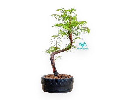 Metasequoia - 29 cm