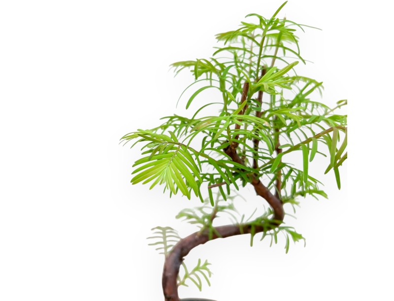 Metasequoia - 29 cm