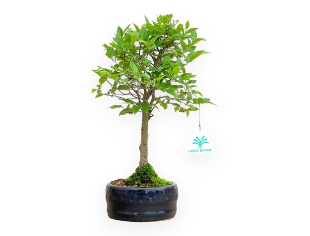 Celtis Australis - Micocoulier de Fabregnier - 32 cm