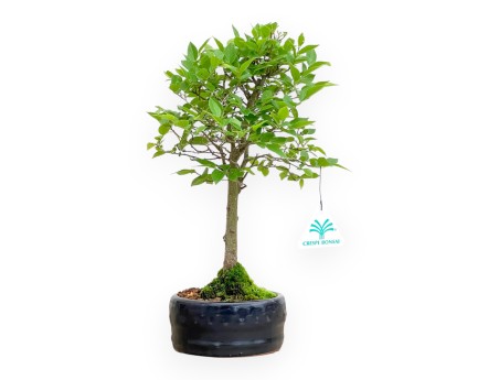 Celtis Australis - Bagolaro - 32 cm