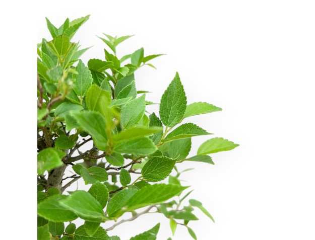 Celtis Australis - Micocoulier de Fabregnier - 32 cm 2