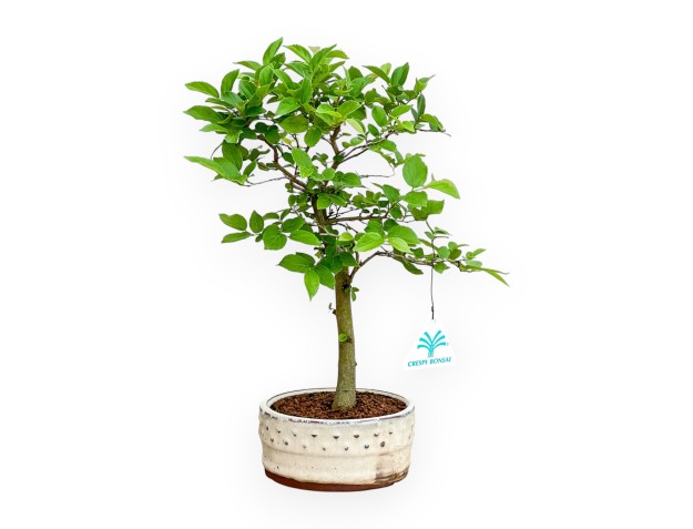 Celtis Australis - European Nettle - 32 cm