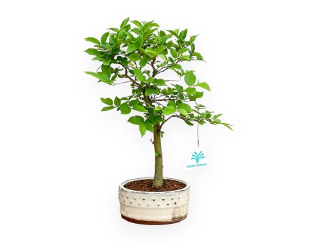 Celtis Australis - Bagolaro - 32 cm
