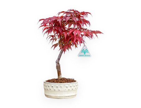 Acer Palmatum Nomura - Maple - 30 cm