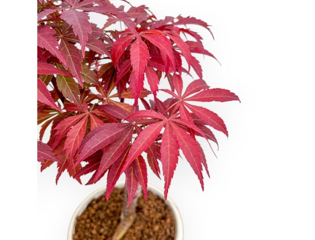 Acer Palmatum Nomura - Érable - 30 cm 2