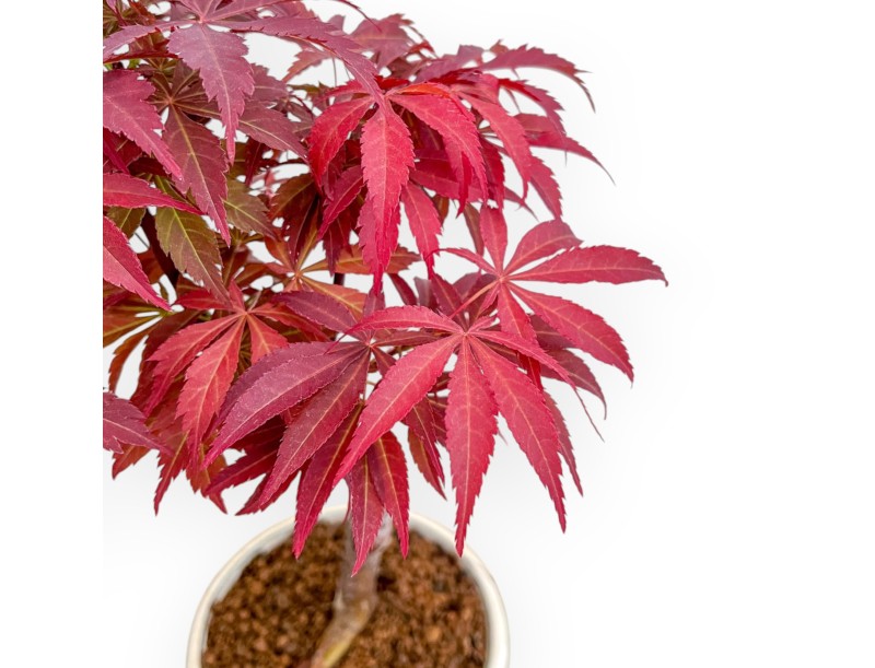 Acer Palmatum Nomura - Arce - 30 cm