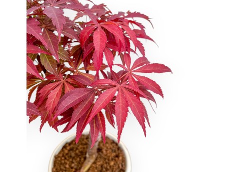 Acer Palmatum Nomura - Arce - 30 cm
