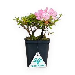 Rhododendron Indicum - Azalea - 17 cm