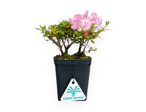 Rhododendron Indicum - Azalée - 17 cm