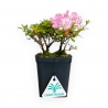 Rhododendron Indicum - Azalea - 17 cm