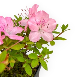 Rhododendron Indicum - Azalea - 17 cm