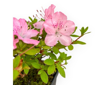 Rhododendron Indicum - Azalea - 17 cm