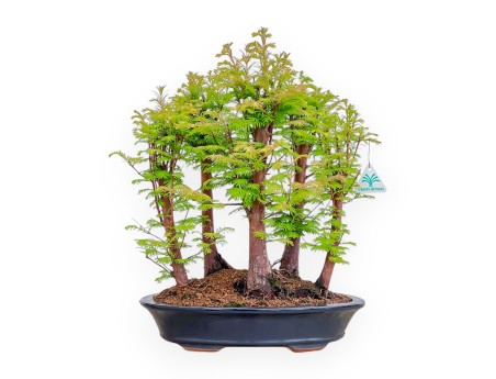 Metasequoia - 49 cm