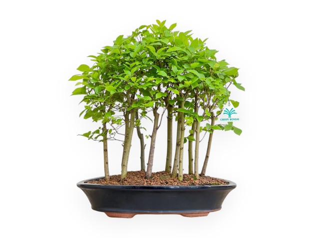 Celtis Australis - European Nettle - 43 cm