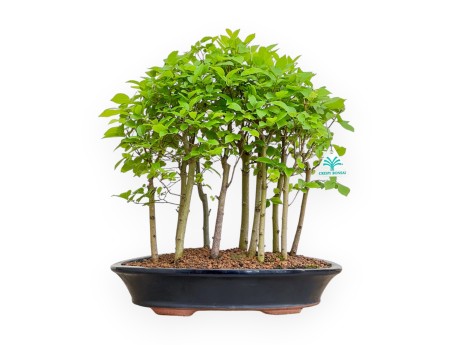 Celtis Australis - European Nettle - 43 cm