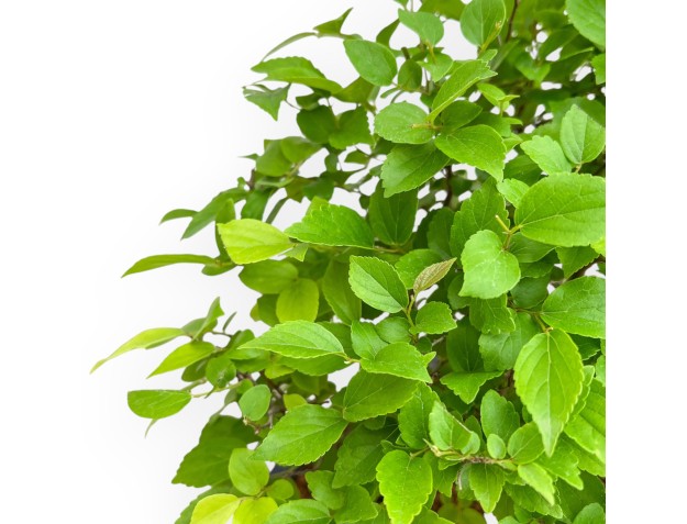 Celtis Australis - European Nettle - 43 cm 2