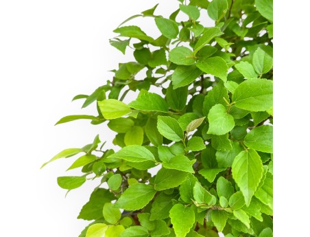 Celtis Australis - European Nettle - 43 cm