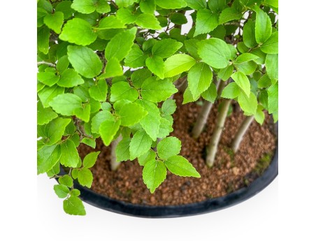 Celtis Australis - Micocoulier de Fabregnier - 43 cm