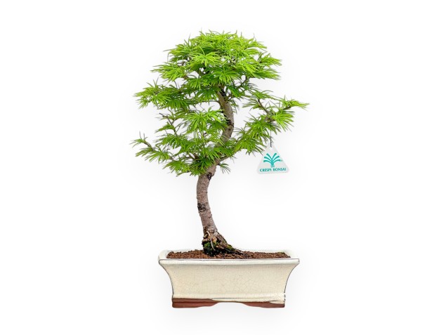 Pseudolarix - Lariks - 39 cm