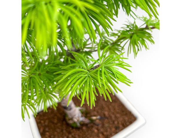 Pseudolarix - Larch - 39 cm 2