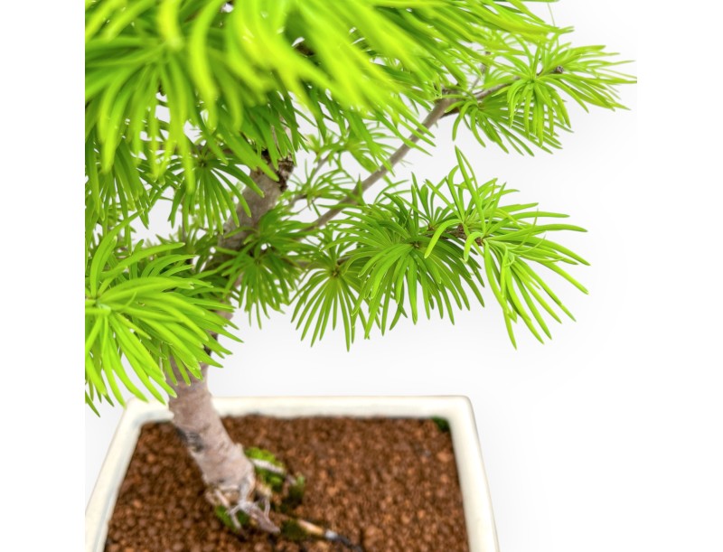 Pseudolarix - Larch - 39 cm
