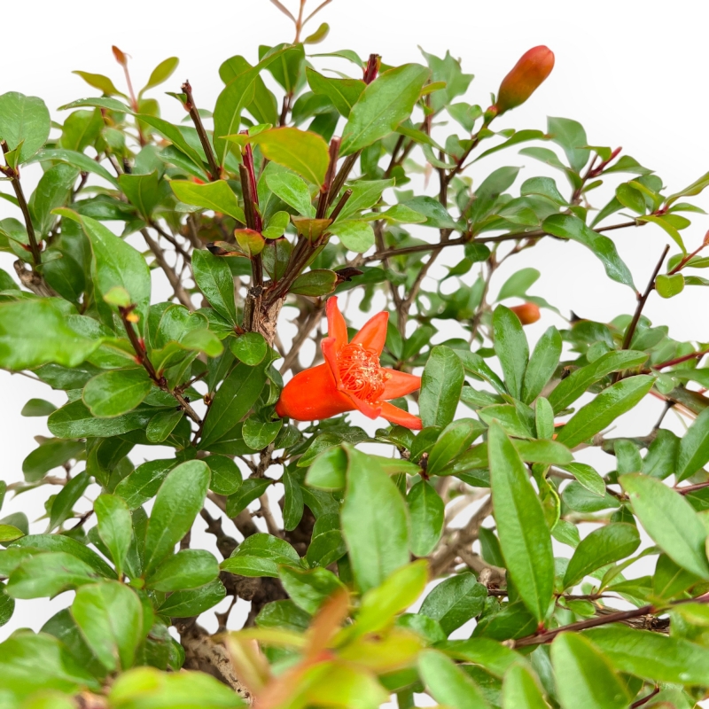 Punica Granatum - Melograno - 37 cm