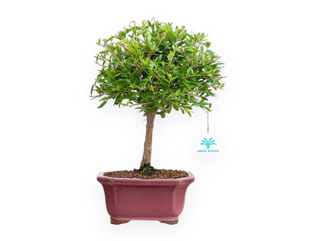 Punica Granatum - Grenade - 37 cm