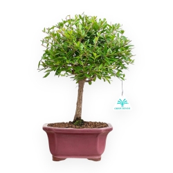 Punica Granatum - Melograno - 37 cm