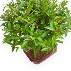 Punica Granatum - Melograno - 37 cm