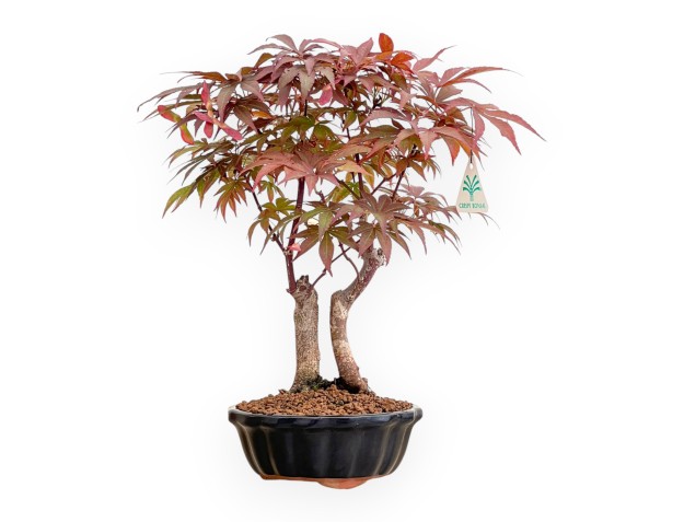Acer Palmatum Nomura - Arce - 35 cm