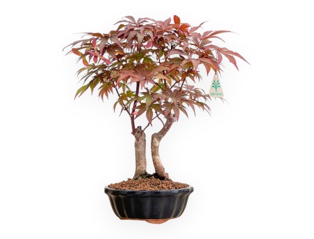 Acer Palmatum Nomura - Acero - 35 cm
