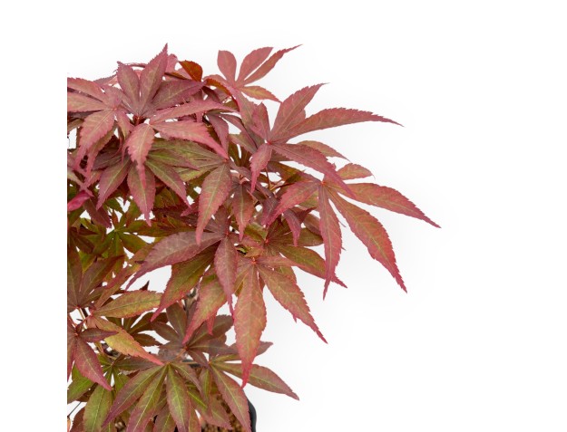 Acer Palmatum Nomura - Ahorne - 35 cm 2