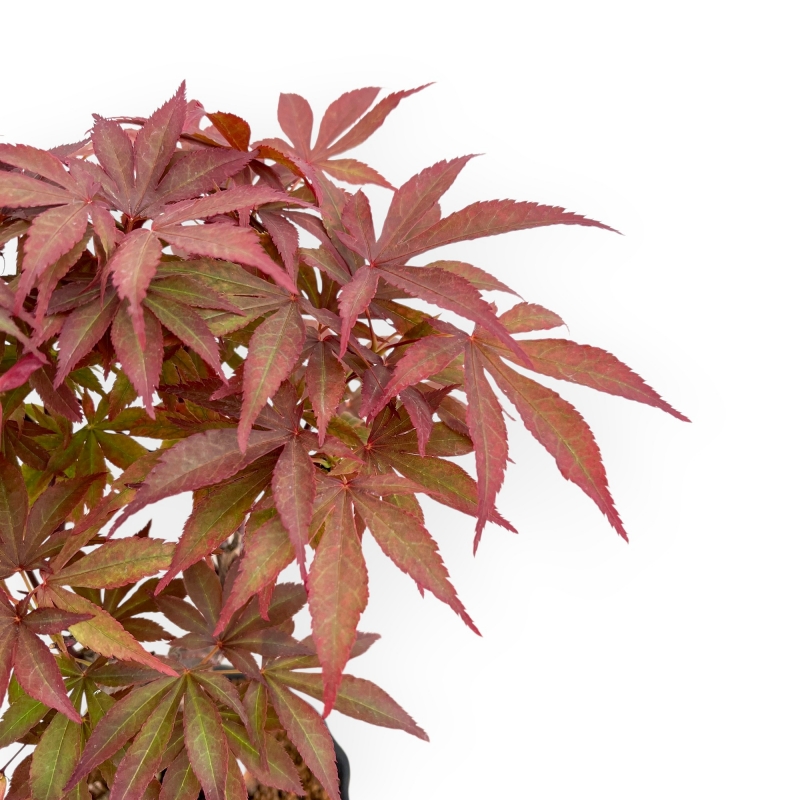 Acer Palmatum Nomura - Arce - 35 cm