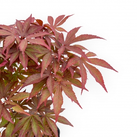 Acer Palmatum Nomura - Acero - 35 cm