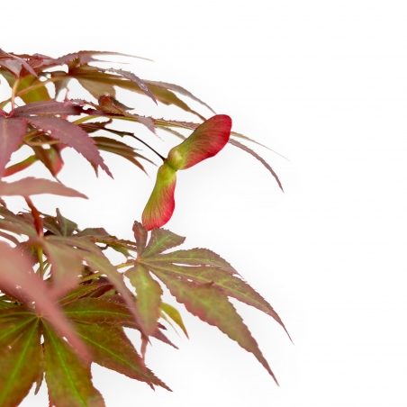 Acer Palmatum Nomura - Érable - 35 cm
