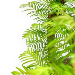 Metasequoia - 38 cm