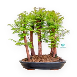 Metasequoia - 38 cm