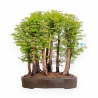 Metasequoia - 54 cm