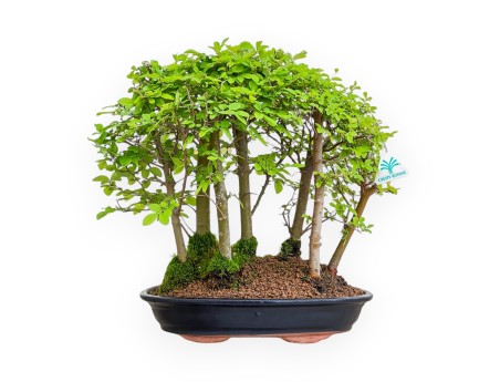 Ulmus Parviflora - Olme - 39 cm